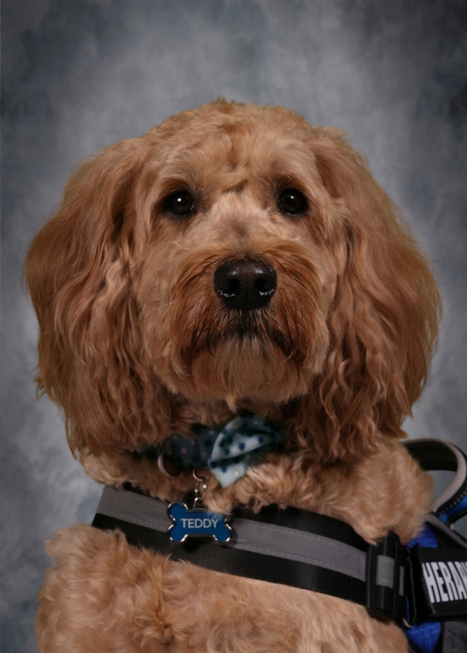 Teddy School Picture 24 25